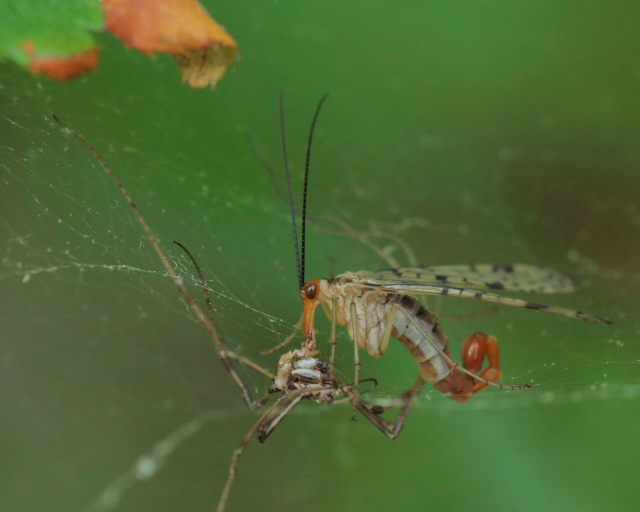 Scorpionfly scavenging prey from a spider's web