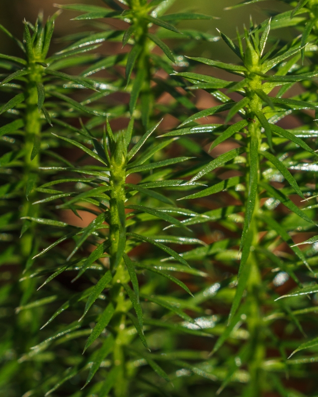 Close-up of Bristly Clubmoss showing the plant's long, sharply-pointed leaves growing in whorls perpendicular to the stem.