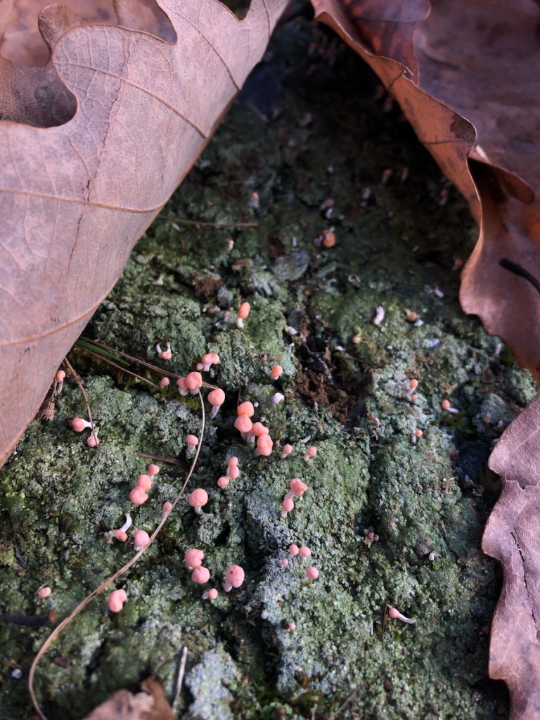 tiny pink things that look like mushrooms, growing out of a gray/blue/green lichen