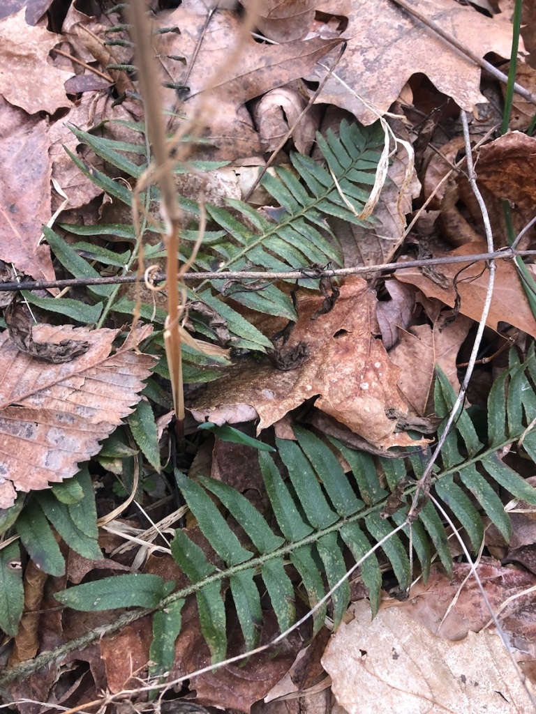 a dark green fern in the leaf litter
