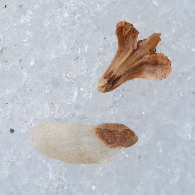 Bird's-foot-shaped debris (top) and seed of Eastern Hemlock (bottom)
