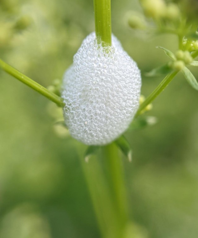 An image that shows a close up on the white bubbles, showing how there are many smaller bubbles along the fork of the stem.