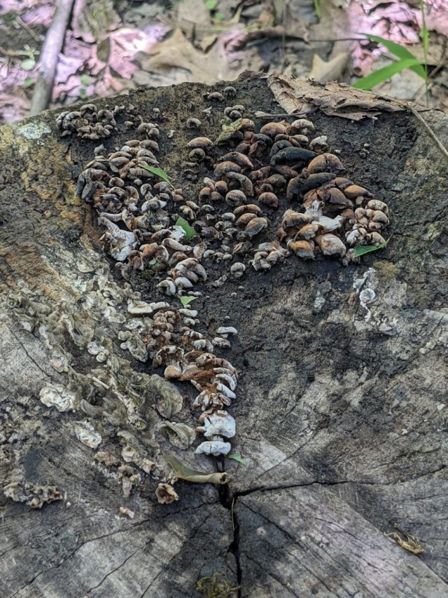 An image that shows a cluster of fungus conks on the top of the stump.