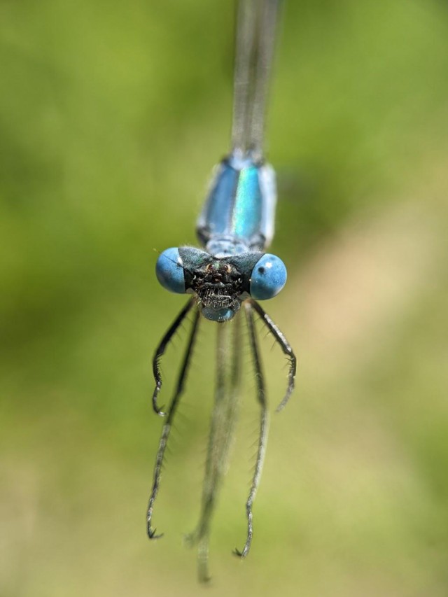An image that shows the close up face of a damselfly, blue with darker spots in its eyes.