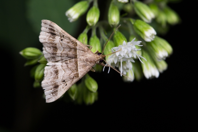 The moth Dark Banded Owlet on the plant White Snakeroot.