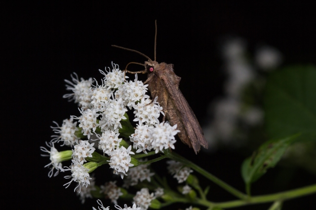 Profile view of the moth Smith's Dart nectaring on the plant White Snakeroot
