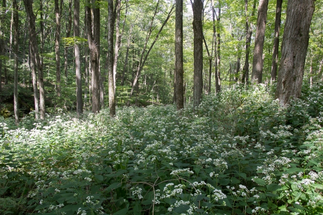 A large patch of flowering White Snakeroot in a forest opening.