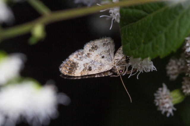 The moth White-banded Toothed Carpet on the plant White Snakeroot