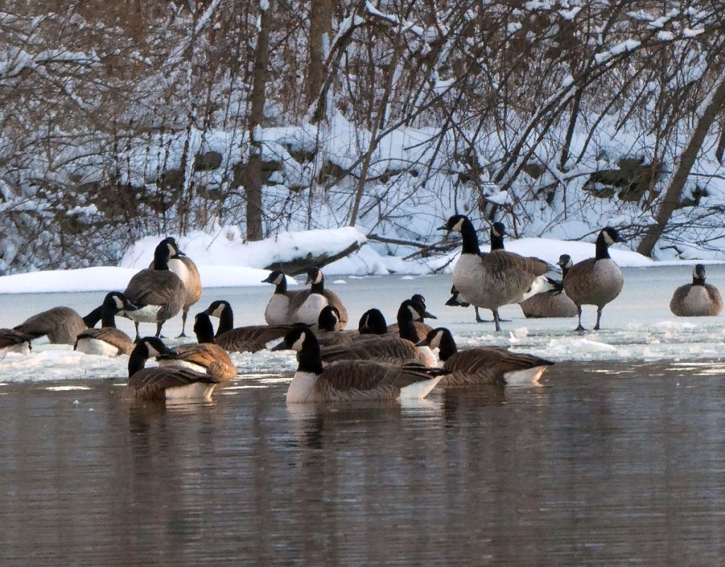 A gathering of geese both swimming and laying on the icy surface of a pond.