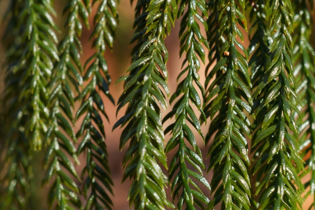 Close-up of the leaves of a tree clubmoss, which are short, thick, pointed, dark green in color, and grow in whorls.