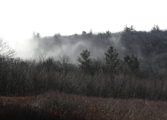 Fog behind pines, color